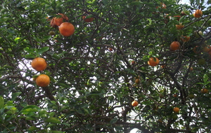 Mandarine